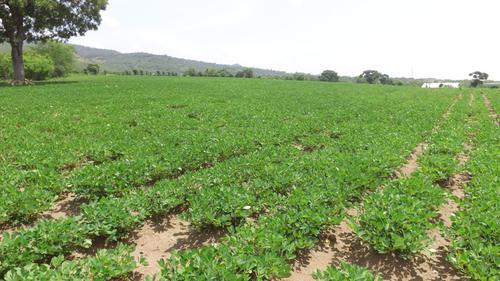 La man&iacute;a es cultivada por personas de la aldea Shororagu&aacute; y otros lugares. (Foto: Nehem&iacute;as Guti&eacute;rrez/Colaborador)