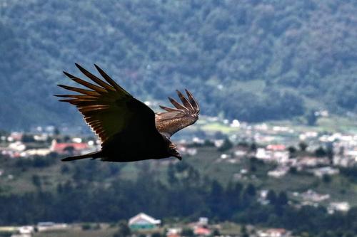 El lugar permite apreciar la fauna local. (Foto: Oswaldo Cop/Colaborador)