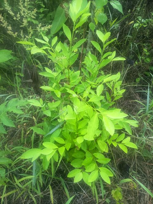 Arbustos de coca. (Foto: SGAIA)