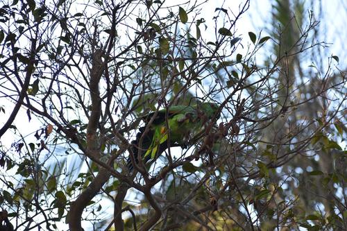 loro nuca amarilla universidad de san carlos 1 fredy hernández
