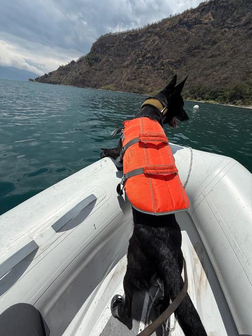 Esta haza&ntilde;a de la canina fue posible a trav&eacute;s de su olfato y su entrenamiento. (Foto: Bomberos Voluntarios)