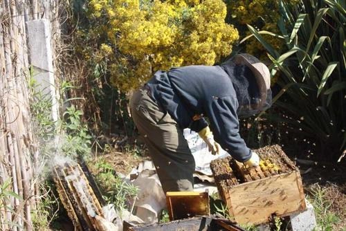 Abejas y polinizaci&oacute;n: El rol vital de los apiarios de Solol&aacute;. (Foto: Alfonso Gu&aacute;rquez/Colaborador)

