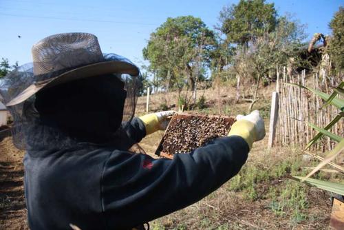 C&oacute;mo don Abelino transform&oacute; su pasi&oacute;n en gran negocio ap&iacute;cola. (Foto: Alfonso Gu&aacute;rquez/Colaborador)