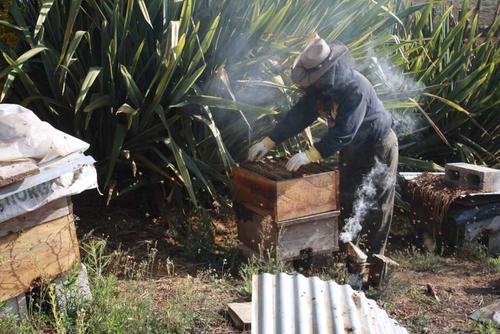Propiedades de la miel de abeja: El tesoro natural para tu salud. (Foto: Alfonso Gu&aacute;rquez/Colaborador)