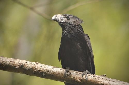 El conocido Pijuy es visto en los alrededores del lago y parte de la ciudad capital. (Foto: Edwards Morales/Colaborador)