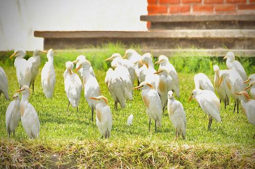 La garza blanca se alimenta de peque&ntilde;os peces e insectos. (Foto: Edwards Morales/Colaborador)