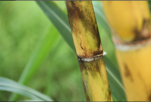 La ca&ntilde;a de az&uacute;car es la planta que origina el etanol, componente principal del E10, el cual se produce a nivel local. (Foto: Shutterstock)