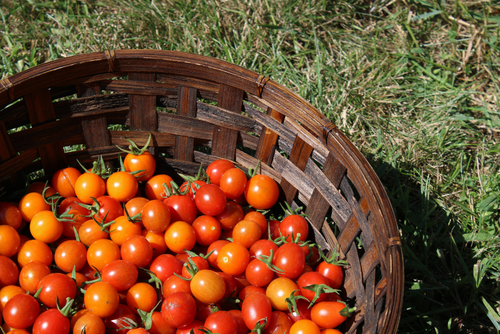 Se busca que los minivegetales sean considerados bajo criterios de estacionalidad. (Foto: Canva/Soy502)