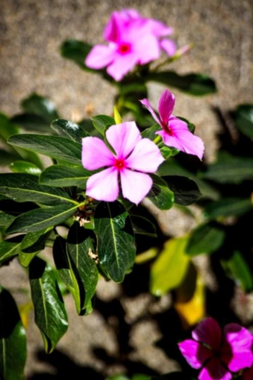 Se promueven espacios accesibles de formaci&oacute;n dirigidos a j&oacute;venes y adultos. (Foto: Cortes&iacute;a Municipalidad de Guatemala)