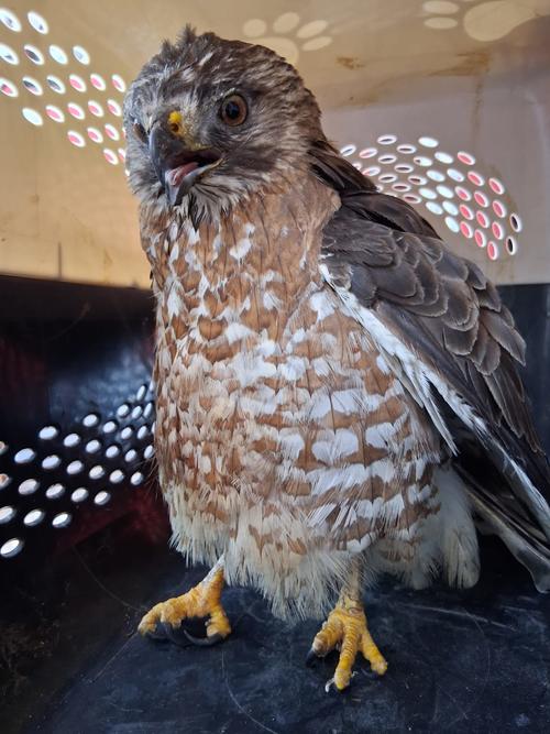 (Foto: Bomberos Voluntarios)