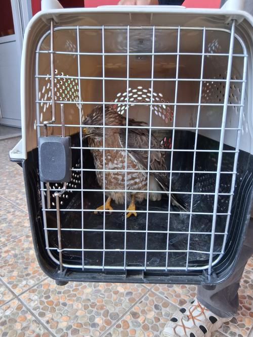 (Foto: Bomberos Voluntarios)