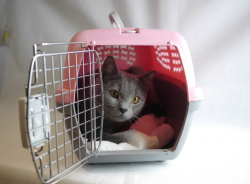 c&oacute;mo transportar a tu gato