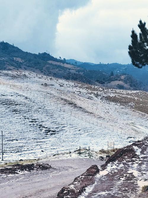 (Foto: Ovejas y llamas de la Sierra)