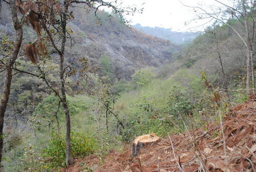 El &aacute;rea a&uacute;n conserva parte de su manto boscoso. (Foto: Carlos Sotz/Colaborador)