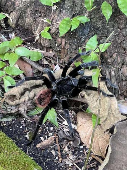 Punta de Chiminos cuenta con gran diversidad de flora y fauna. (Foto: Victor L&oacute;pez Explorando Guatemala)