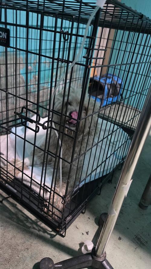 Actualmente, "Mapy" se encuentra en recuperaci&oacute;n. (Foto: Chelo Coz/Redes sociales)