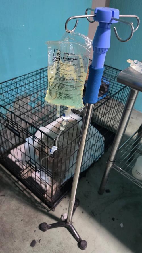 "Mapy" recibe atenci&oacute;n m&eacute;dica luego de haber sido agredido. (Foto: Chelo Coz/Redes sociales)