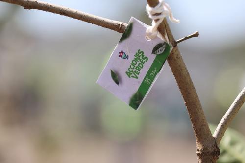 El proceso de reforestaci&oacute;n incluye mantenimiento, riego y reposici&oacute;n de &aacute;rboles que no logren adaptarse. (Foto: MuniGuate)