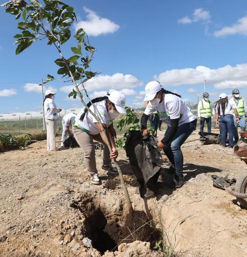 Se estima la intervenci&oacute;n de 721 &aacute;rboles en el &aacute;rea del proyecto. (Foto: MuniGuate)