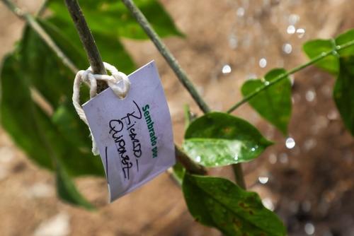 La Municipalidad de Guatemala sostiene que el proyecto del Aerometro y el plan de reforestaci&oacute;n busca generar un impacto ambiental positivo en la ciudad. (Foto: MuniGuate)