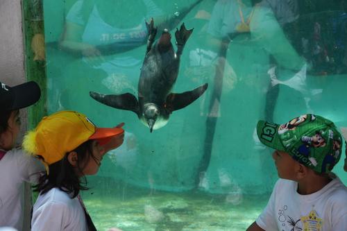 Estas aves han expandido su familia desde su llegada a Guatemala. (Foto: Wilder L&oacute;pez/Soy502)