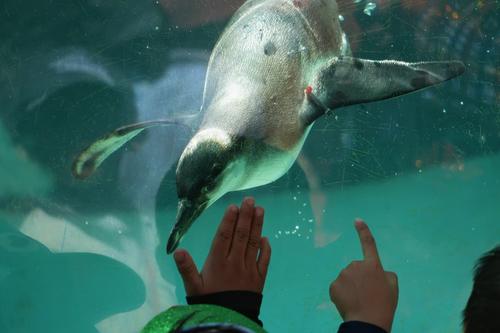 M&aacute;s de 20 ping&uuml;inos residen en La Aurora. (Foto: Wilder L&oacute;pez/Soy502)