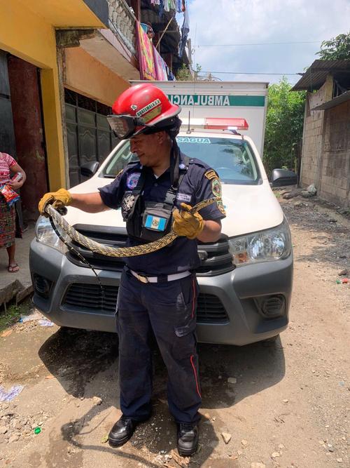 La serpiente de la especie es "chichic&uacute;a", la cual no es venenosa. (Foto: Asonbomd)