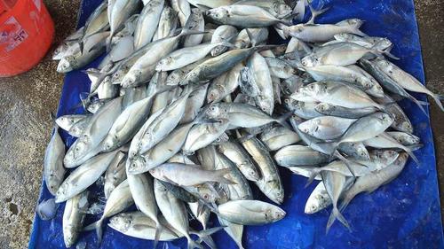 La medida busca proteger la reproducci&oacute;n de las especies. (Foto: MAGA)