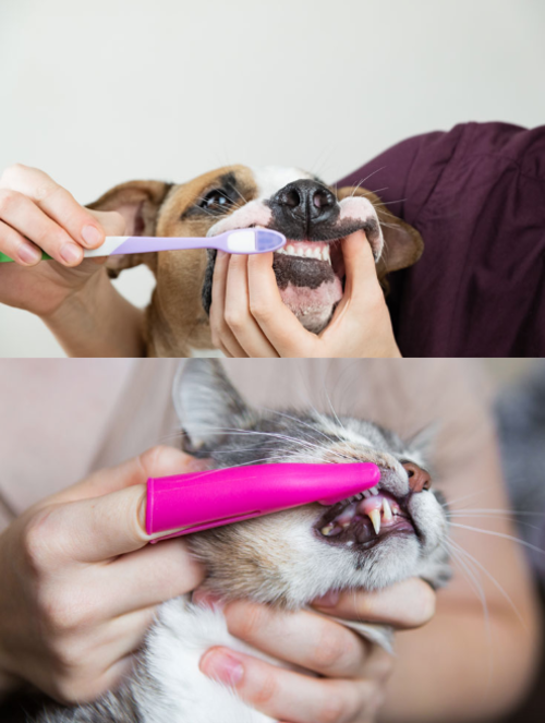 cepillo dientes perros gatos