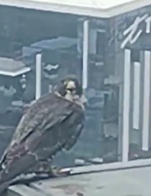 halc&oacute;n peregrino 1