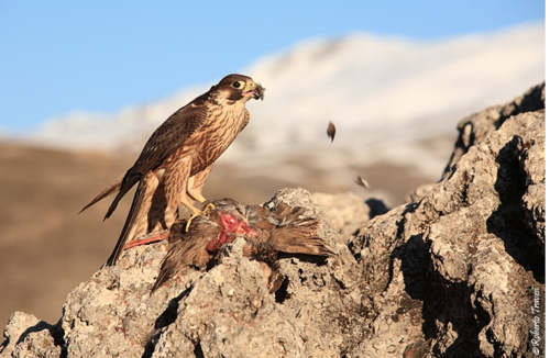 halc&oacute;n peregrino