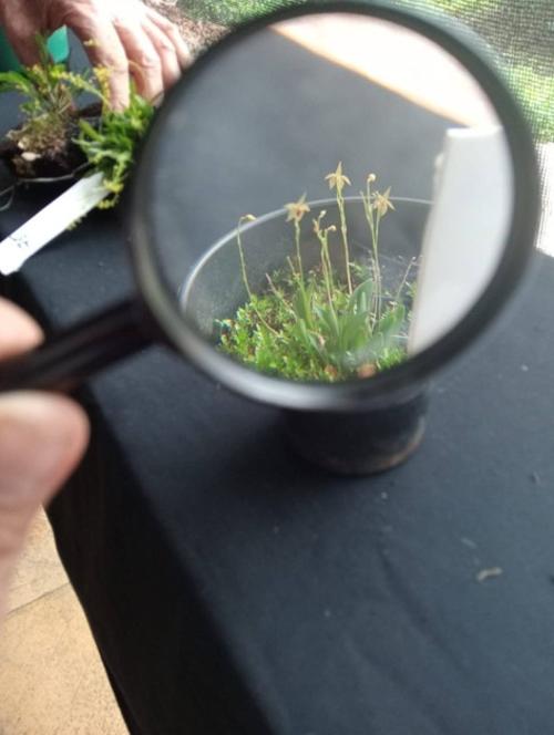 El Festival Floraao 2026 tambi&eacute;n apunta a consolidarse como una tradici&oacute;n. (Foto: Asociaci&oacute;n Altaverapacense de Orquideolog&iacute;a)