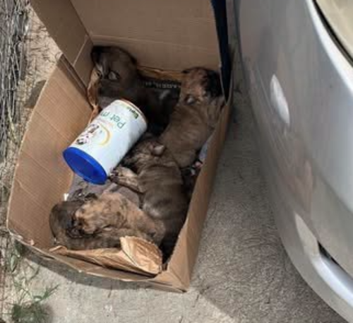 Estos son los cachorros que fueron abandonados el pasado domingo. (Foto: RRSS)