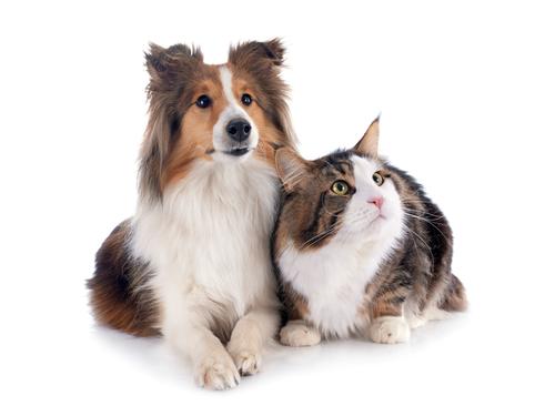 Cuida a tu mascota, est&aacute; atento a las diferentes reacciones o estados de &aacute;nimo. (Foto: Shutterstock)