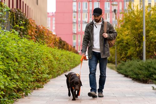 La actividad, la buena alimentaci&oacute;n repercute en la salud de las mascotas. (Foto: Shutterstock)