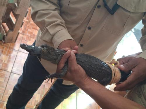 El ejemplar fue resguardado por el Conap. (Foto: PNC)