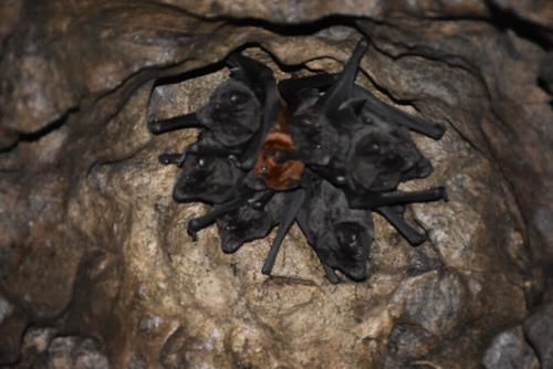 Las cuevas de Taguayni son habitadas por roedores voladores. (Foto: Carlos Monroy/Colaborador)