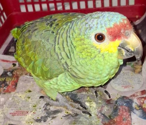 Loro, rescate, Mixco, CONAP, Guatemala, noticias, Soy502 1
