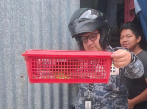 Loro, rescate, Mixco, CONAP, Guatemala, noticias, Soy502 2