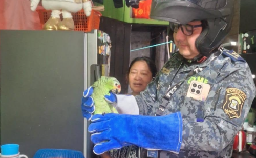 Loro, rescate, Mixco, CONAP, Guatemala, noticias, Soy502 3