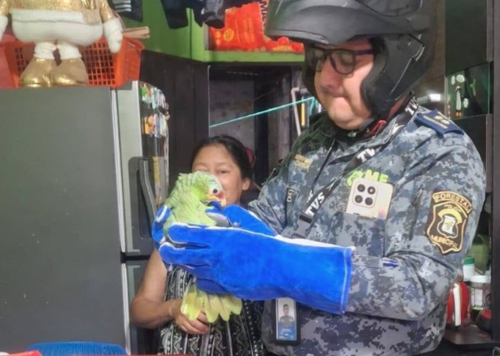 Loro, rescate, Mixco, CONAP, Guatemala, noticias, Soy502 4