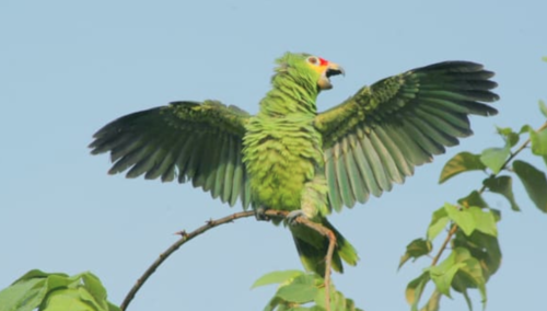 Loro, rescate, Mixco, CONAP, Guatemala, noticias, Soy502 6