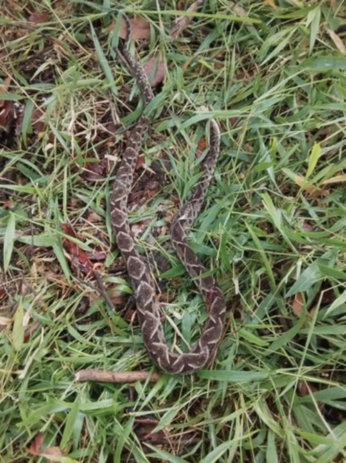 Vecinos dieron con la serpiente que habr&iacute;a atacado a la ni&ntilde;a. (Foto: Irma Tzi)