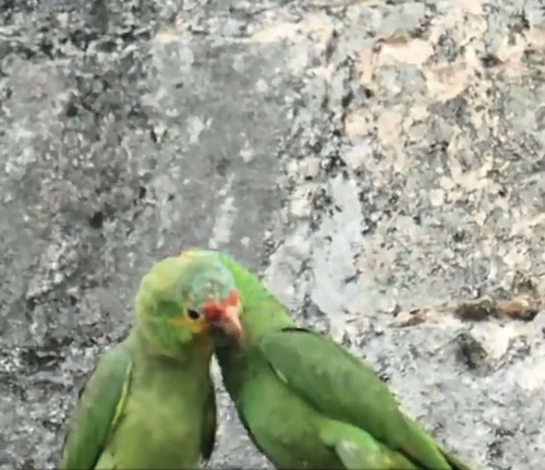 Foto:Tik Tok. 