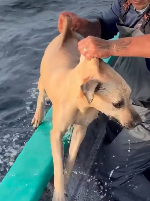 Perro, naufrago, mar, soy502, Guatemala, noticias 2