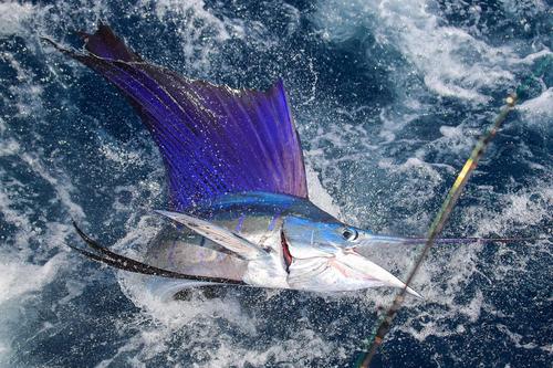 El Campeonato Nacional de Liberaci&oacute;n de Pez Vela se alista para la fecha 2. (Cortes&iacute;a: Erick Vel&aacute;squez)