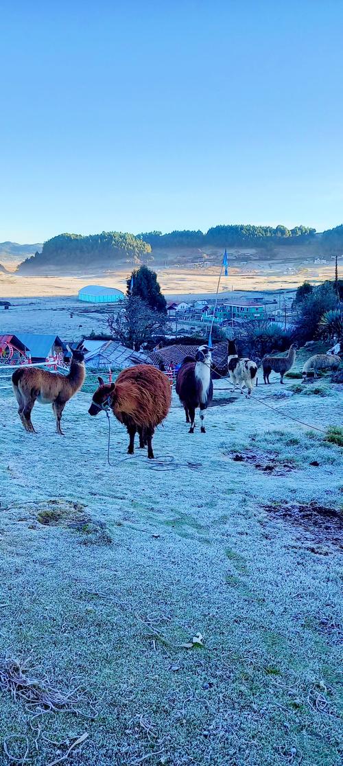 (Foto: Ovejas y Llamas de la Sierra)