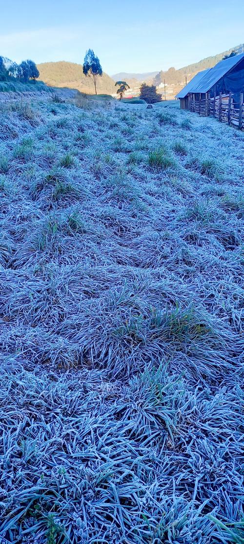 (Foto: Ovejas y Llamas de la Sierra)