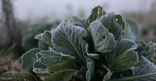 El MAGA no report&oacute; p&eacute;rdidas en los cultivos relacionados a la temperatura. (Foto: Erick Miguel Colop)