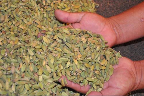 Guatemala figura entre los principales productores y exportadores de cardamomo a nivel mundial. (Foto: Agexport)